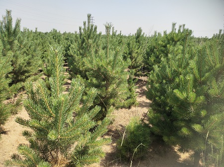 1.2米樟子松 1.2米樟子松